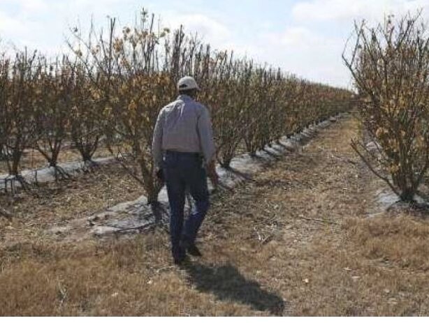 Though there was tree death, there is resurrection and hope!