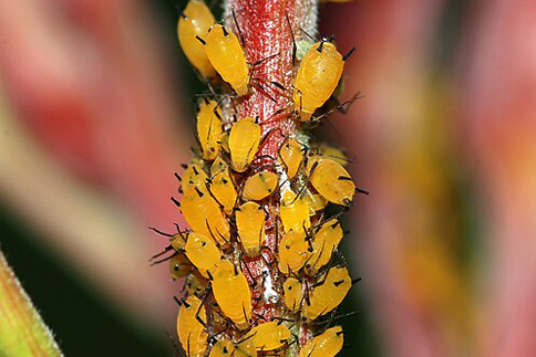 Amy’s Summer Greenhouse Experience: Eating Aphids and White Flies