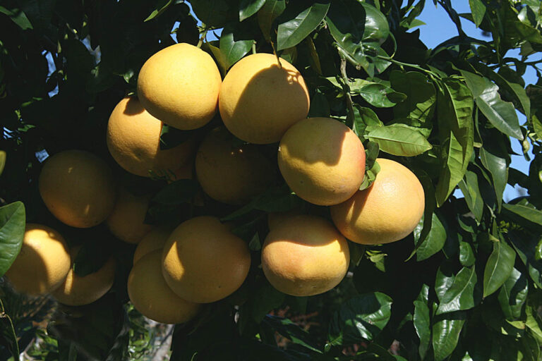 You’re Not Just A Tree (Rio Red) – Song Lyrics