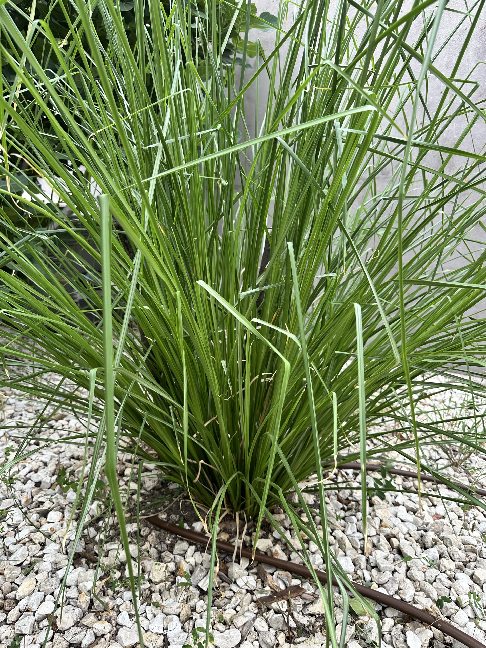 Harnessing the Power of Vetiver