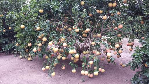 A Tree Full of Promise, A Morning Full of Tears