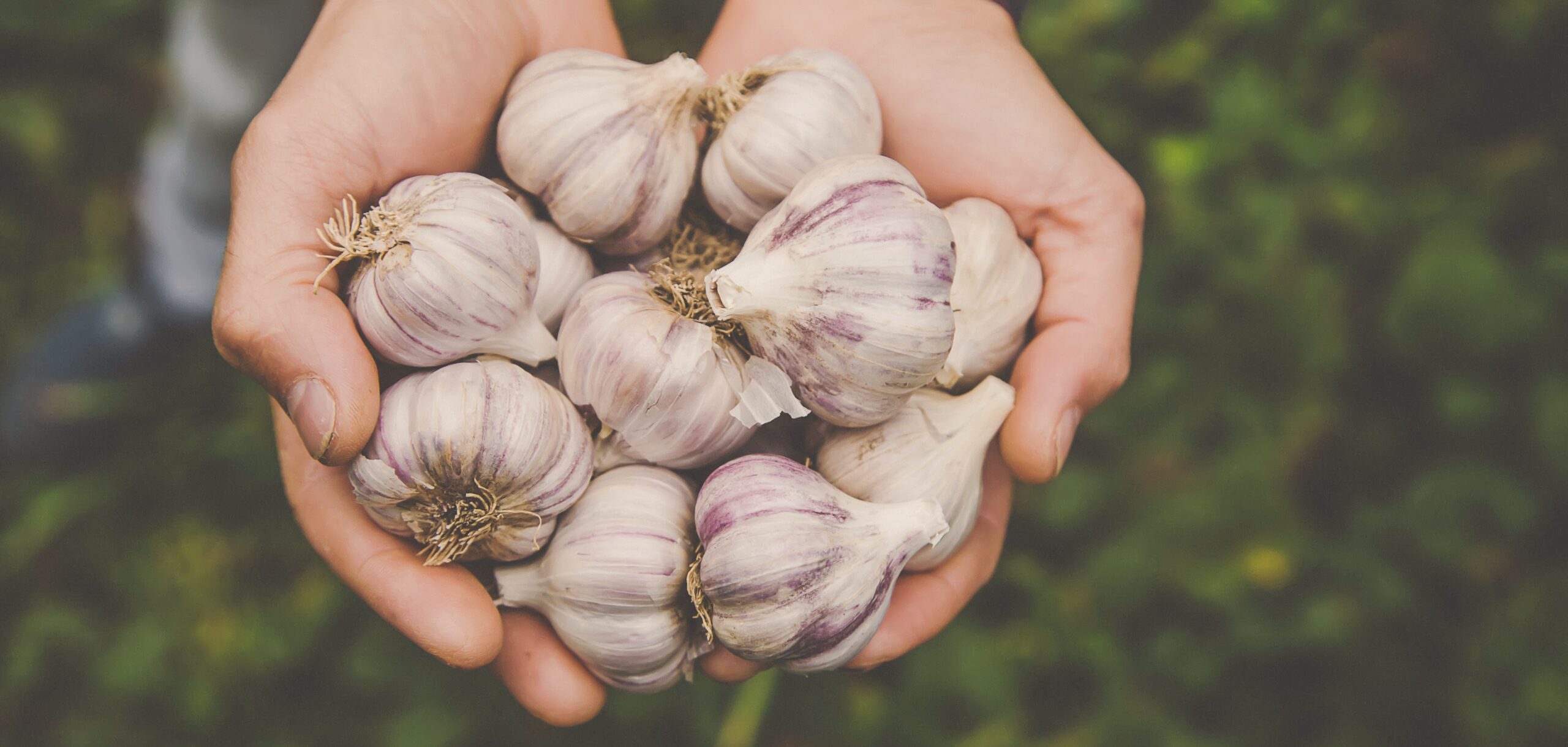 Garlic and Allicin in Pest and Disease Control