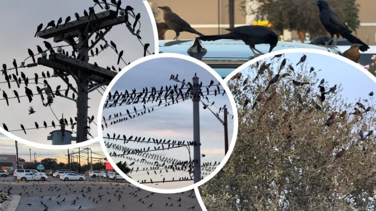 SILLY BLACK BIRDS IN MCALLEN, TEXAS IS A LIFE LESSON