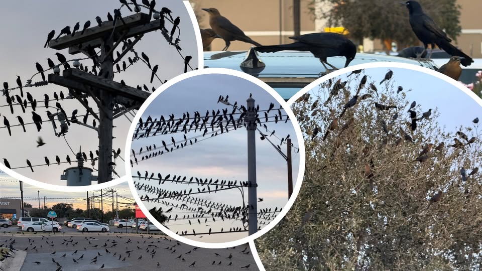 SILLY BLACK BIRDS IN MCALLEN, TEXAS IS A LIFE LESSON