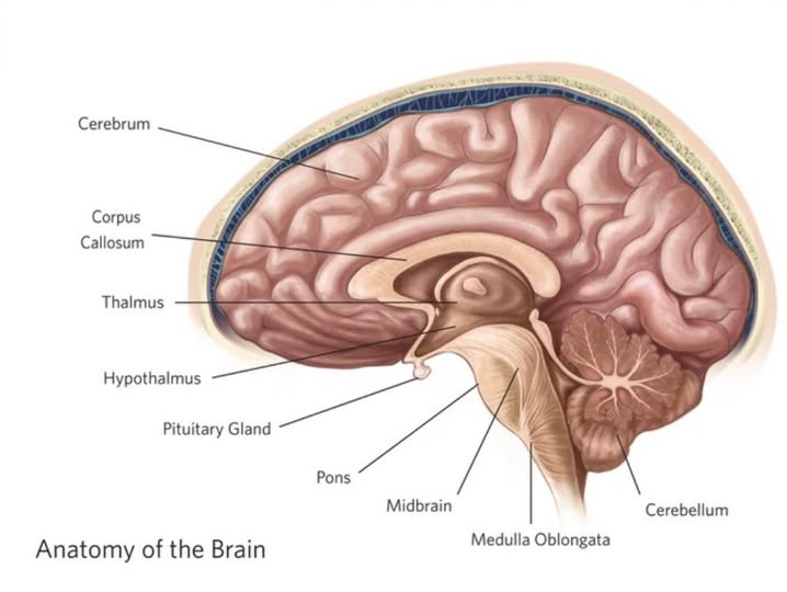 INFANT TEMPERATURE–A Grandparent’s Reflection with Scientific Precision