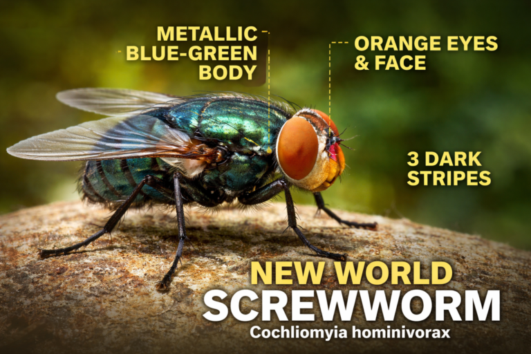 The Screwworm at the Gate: Building a Biological Wall Before It Reaches Texas